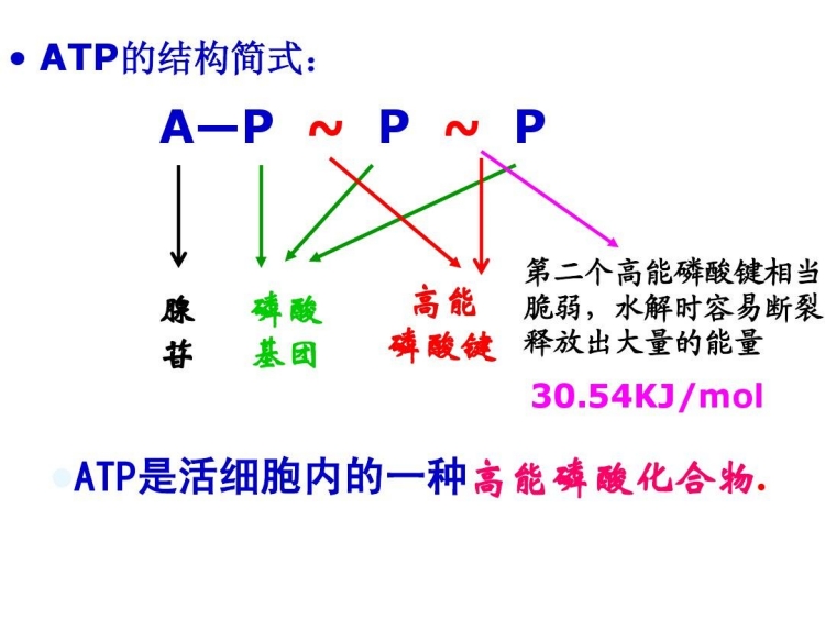 先來了解一下什么是ATP